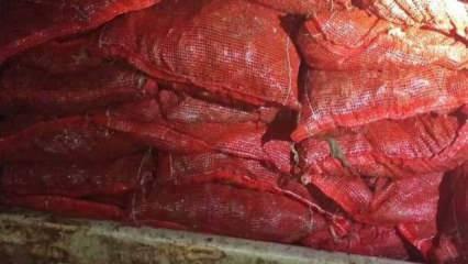 Yalova’da denizden kaçak toplanan 1 ton 150 kilo midye ele geçirildi