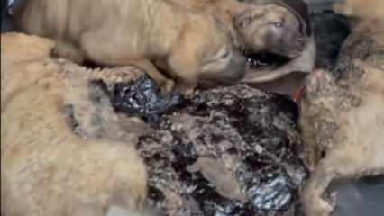 Zifte bulanmış 10 yavru köpek, bebek ve zeytinyağı ile temizlendi