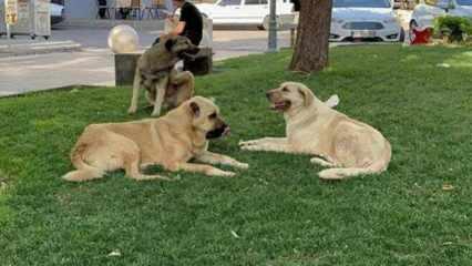 Başıboş köpekler vatandaşın kabusu oldu! Sonunda harekete geçildi! Belediyelere yazı