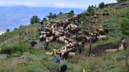 Yetiştiricilerden çoban isyanı: 100 bin lira maaşla çalıştıracak eleman bulamıyorlar