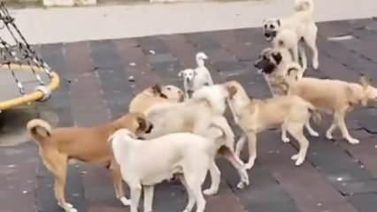 Başıboş köpekler korku saçıyor! Anne, çocuklarıyla parka sığındı