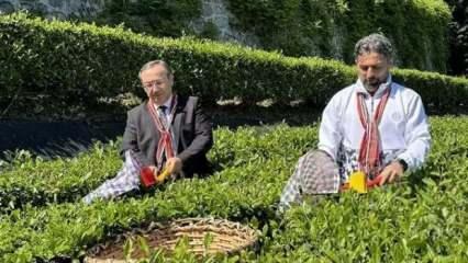 &Ccedil;AYKUR, 2024 yılı kampanyasının ilk haftasında 14 bin ton yaş &ccedil;ay aldı