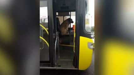 İstanbul'da bir köpek, kapısını açık bulduğu İETT otobüsünün şoför koltuğuna oturdu
