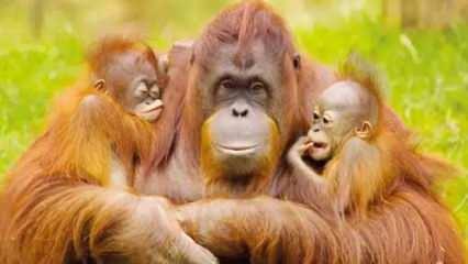 Malezya'dan orangutan diplomasisi