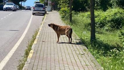 Sokak köpekleri yavru köpeği ve kediyi parçaladı: O anlar kamerada