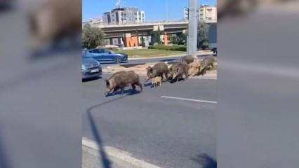 Yaban domuzları İzmir'in merkezinde! Caddede böyle olta attılar
