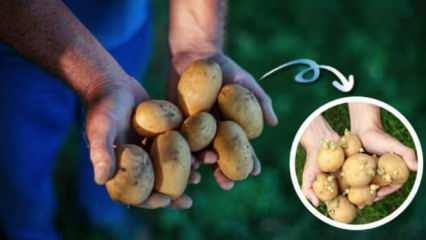 Yeşillenme ve filizlenme derdi yok! Patates nasıl saklanır?