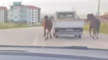 Bursa'da skandal görüntü: Atları araca bağlayıp koşturdu!