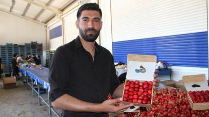 Dünya ülkeleri Manisa kirazını tercih ediyor