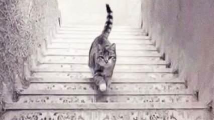 Optik illüzyonlu kişilik testi: Bu kedi görseli iyimser mi yoksa kötümser bir kişi mi olduğunuzu ortaya çıkaracak