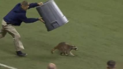 Sahaya giren rakun ortalığı birbirine kattı! Herkesi tek tek &ccedil;alımladı