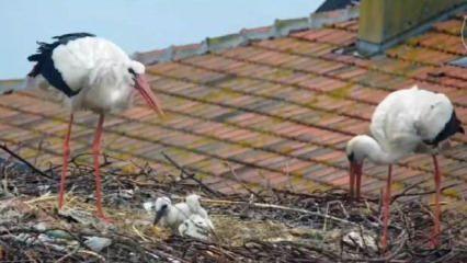 Yaren leylekten üzen haber! 2 yavrusunu kaybetti