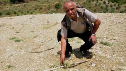 Yok böyle vicdansızlık: 1100 zeytin fidanını traktörle ezdiler