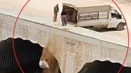 Dereye hayvan pisliği bırakırken görüntülendi; gözaltına alındı