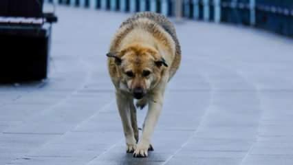 Ekşi Sözlük'te başıboş köpeklerle ilgili mide bulandıran yorumlar