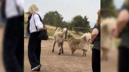 Göbeklitepe ve Balıklıgöl’deki başıboş köpekler toplatıldı