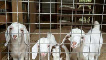 Muğla B&uuml;y&uuml;kşehir &lsquo;Kıl Ke&ccedil;isi Projesi&rsquo; meyvelerini vermeye başladı