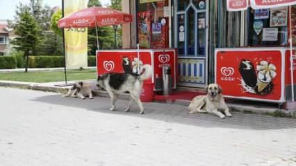 Odunpazarı'nda sahipsiz köpekler mahalleliyi tedirgin ediyor