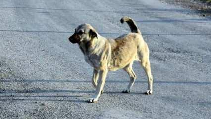 &lsquo;Sokak k&ouml;pekleri&rsquo; sorunu i&ccedil;in nasıl bir &ccedil;&ouml;z&uuml;m yolu geliyor?