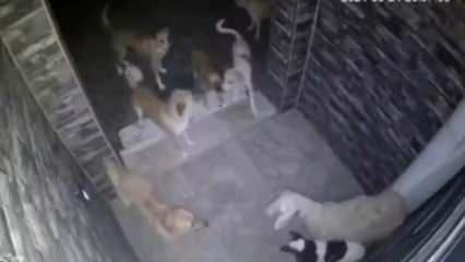 Sürü halinde gezen başıboş köpekler kuzuyu parçaladı