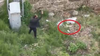 Trabzon’da kedi katliamı! Tekmeledi, ezdi, fırlattı 