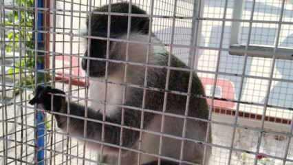 Köpeklerin saldırısına uğrayan maymun koruma altına alındı