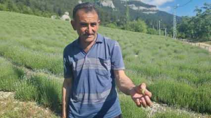 Adanalı üreticileri canından bezdirdi: Bununla baş etmemiz mümkün değil