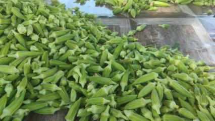 Aydın&rsquo;da bamya hasadı başladı