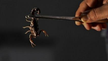 Bir damlasının fiyatı dudak uçuklatıyor! Ayda 25-30 gram elde ediliyor