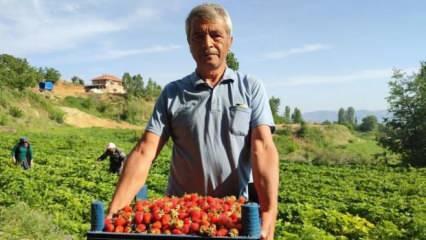 Çilek üreticileri düşen fiyatlara tepki gösterdi