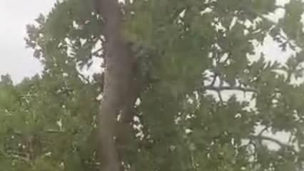 Elazığ’da tam 3 metrelik dev yılan korkuttu!