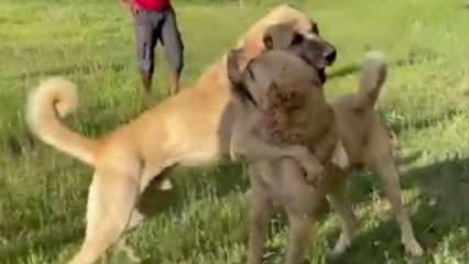 Kangal görüntüleri büyük tepki çekti! Savcılık soruşturma başlattı