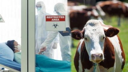 Kurban bayramında aman dikkat! H5N1 virüsü hayvandan insana mı bulaşıyor?