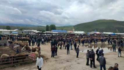 Kurbanlıklar görücüye çıktı: İşte fiyatlar