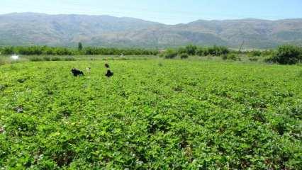 Malatya’da “kırmızı elmas’ hasadı başladı