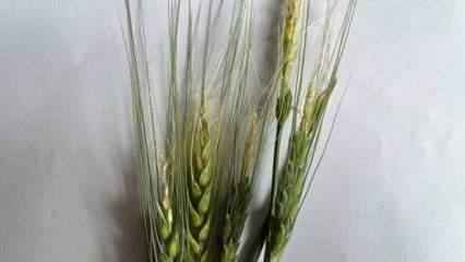 Mevsim normalleri altındaki hava sıcaklığı buğday üretimini etkiledi