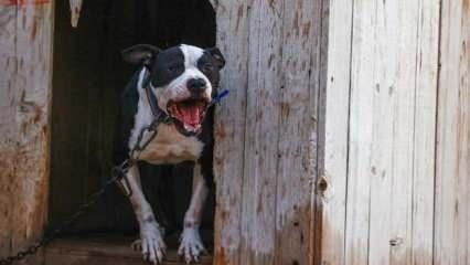 Saldırdığı kadın dehşeti yaşamıştı! Pitbull saldırısına hapis cezası