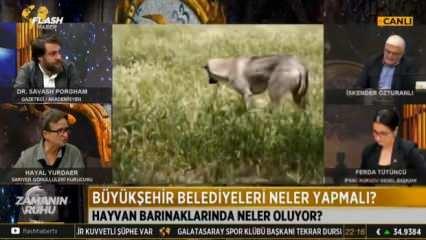 Sözde hayvan sever Hayal Yurdaer'den köpekler üzerinden iç savaş tehdidi