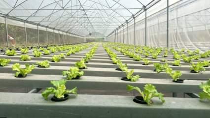 Bursa’nın sebzeleri Afrika’da yetiştiriliyor