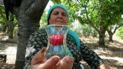 Çay bardağına bile sığmıyor, kilosu 250 TL!  Kapış kapış satılıyor