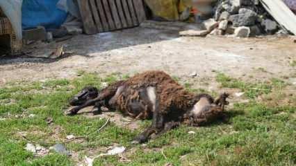 İstanbul'da başıboş köpek dehşeti: 2 küçükbaş hayvanı telef ettiler