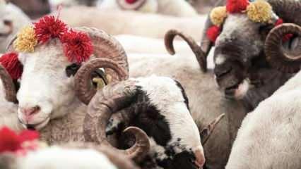 Milyonlarca kişi merak ediyor! Bayram namazı kaçta? Kurban kesimi nasıl olmalı?