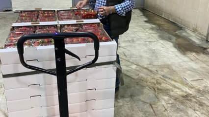 Söke’de 1 ayda bin 256 ton tarımsal ürün ihraç edildi