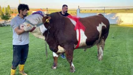Yozgat'ta 960 kiloluk 'Şampiyon' rekor fiyata satışa çıktı