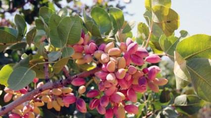 Akıncı, Antep fıstığı hasadı &ouml;ncesi &uuml;r&uuml;n hırsızlığı olaylarına karşı uyardı