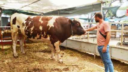 Ayvalık'ta yaklaşık 1 buçuk tonluk 'Paşa' Kurban Pazarı'nın gözdesi oldu