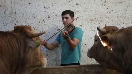 Besicilik yapan gen&ccedil; kurbanlıklara keman &ccedil;alıyor 