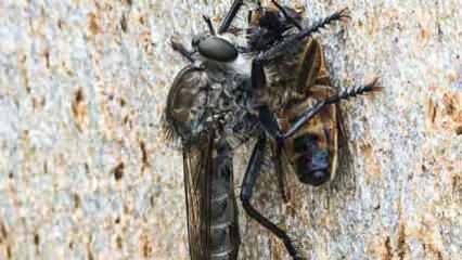 DS&Ouml;&rsquo;den T&uuml;rkiye&rsquo;de sinek ve &ccedil;ekirgeler i&ccedil;in uyarı 