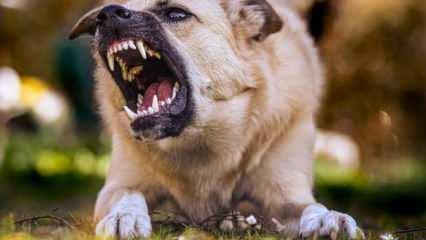 Gaziantep Valiliğinden kuduz k&ouml;pek iddialarına yalanlama!