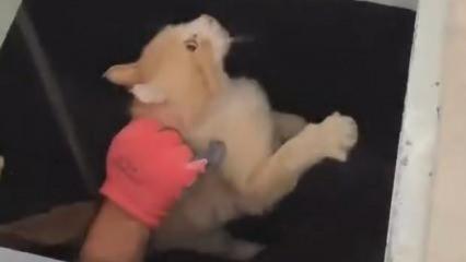 Kimyasal makinesinin içine düşen kedi son anda kurtarıldı